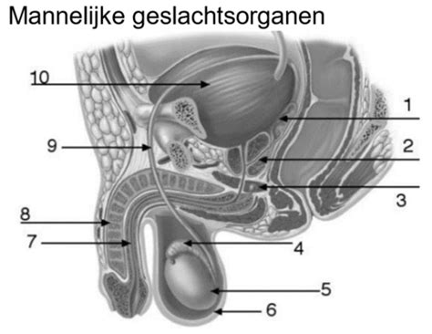 Zichtbare geslachtsdelen van de man